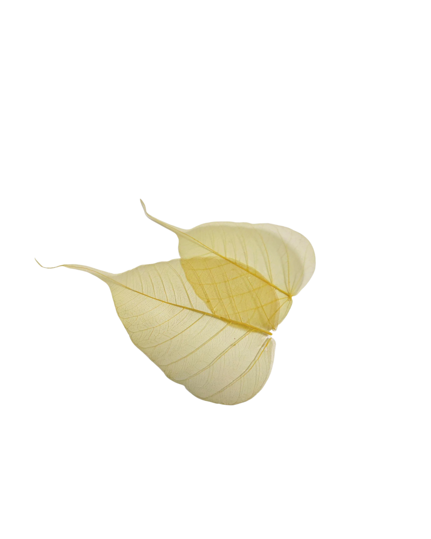 Peepal Leaf Skeleton For Craft & DIY | 100 Pcs Pack