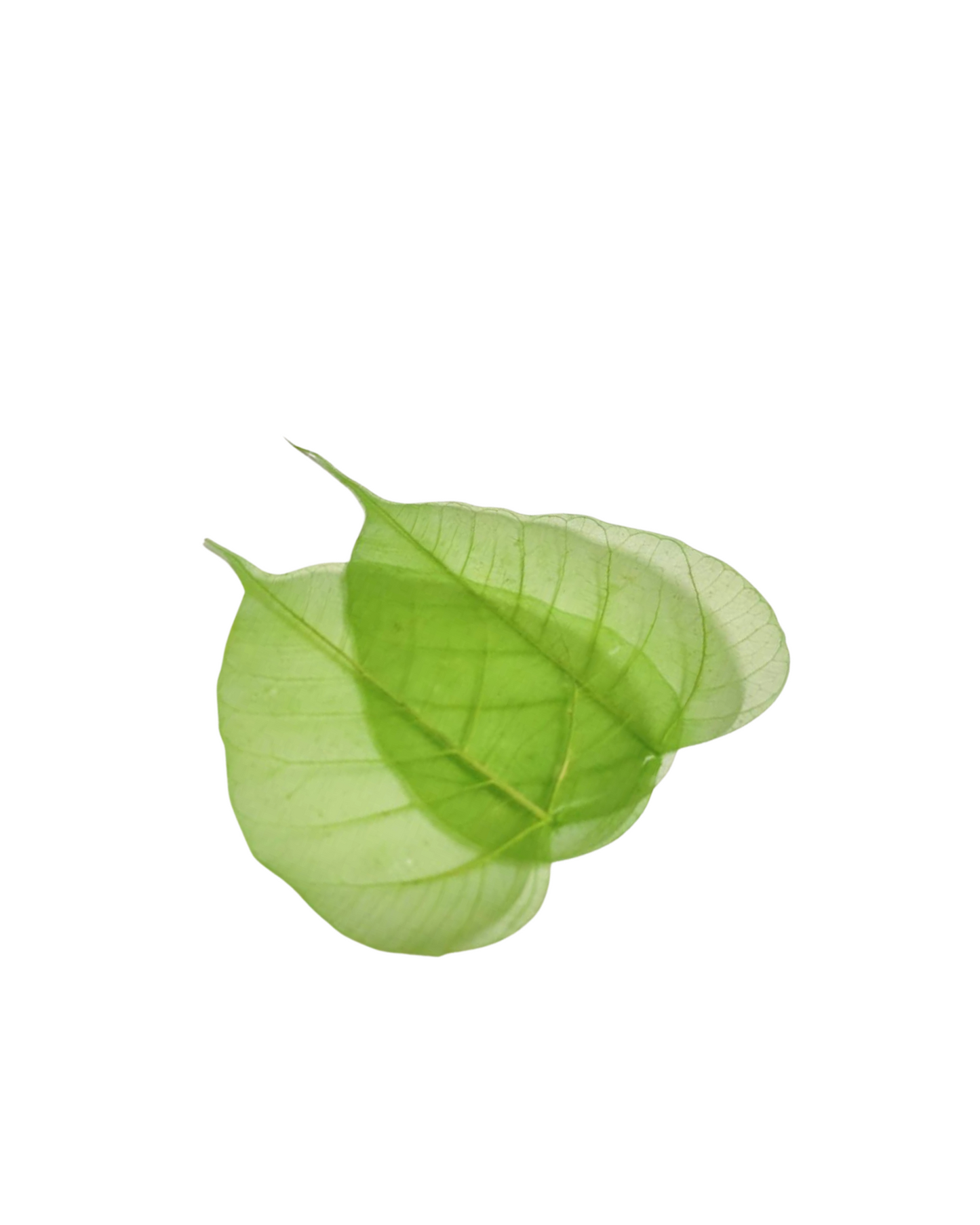 Peepal Leaf Skeleton For Craft & DIY | 100 Pcs Pack