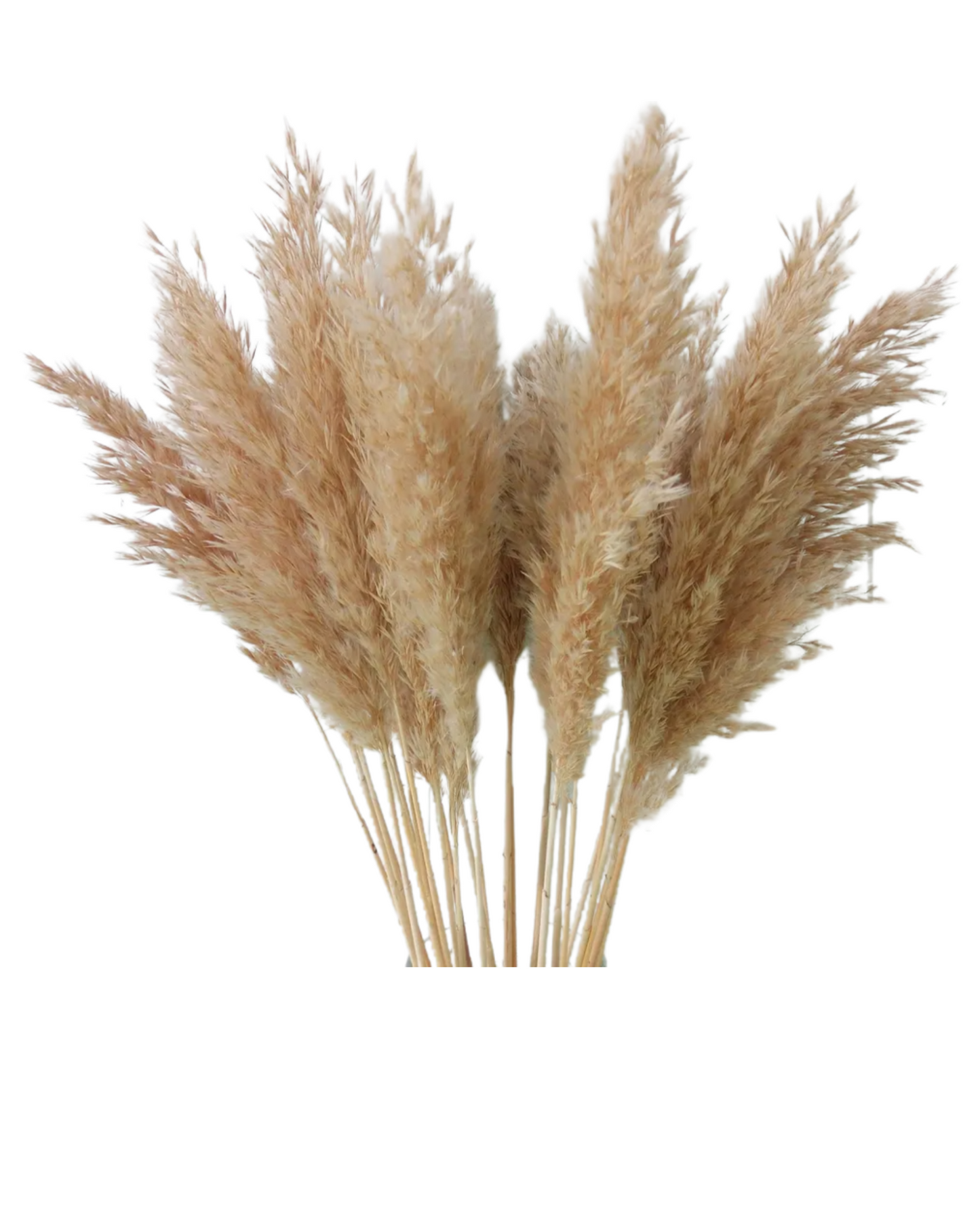 Dried Pampas Grass Bunch 10 pcs
