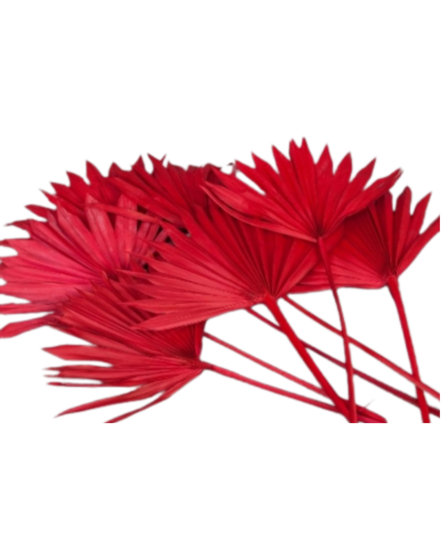 Dried Natural Palm Leaf Sun Spear