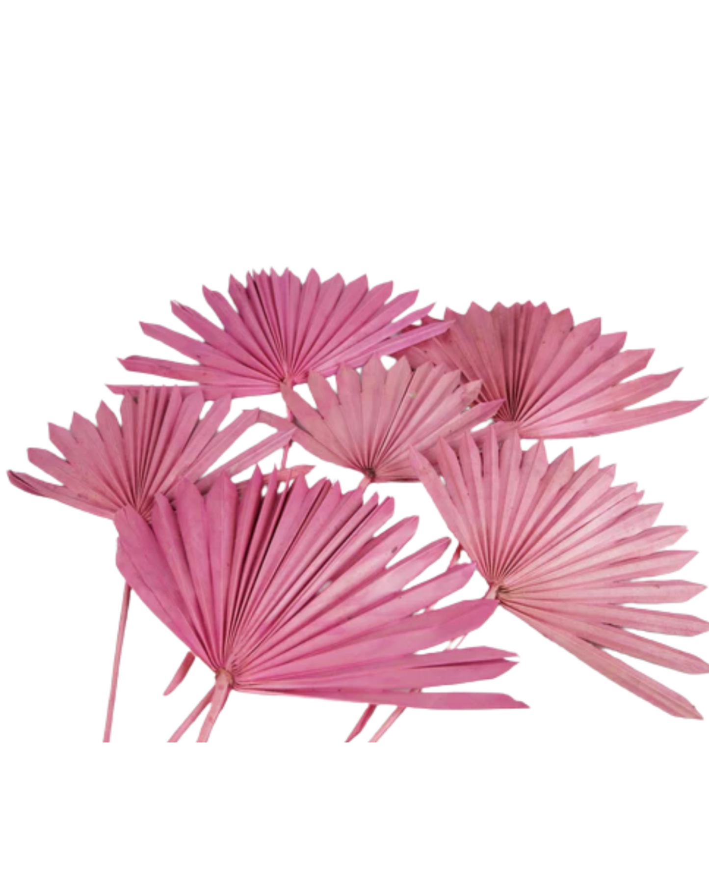 Dried Natural Palm Leaf Sun Spear