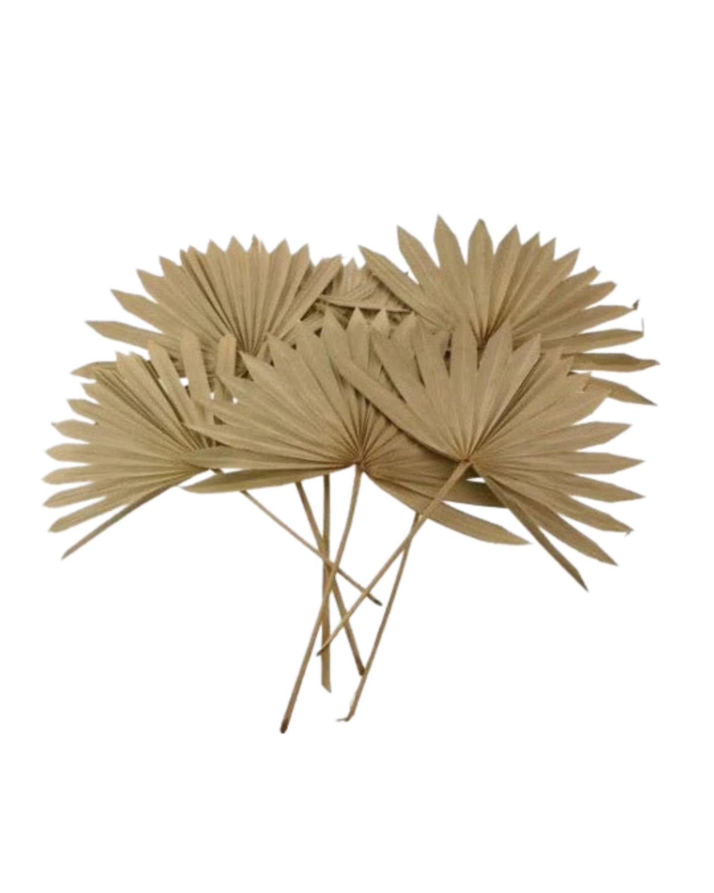 Dried Natural Palm Leaf Sun Spear