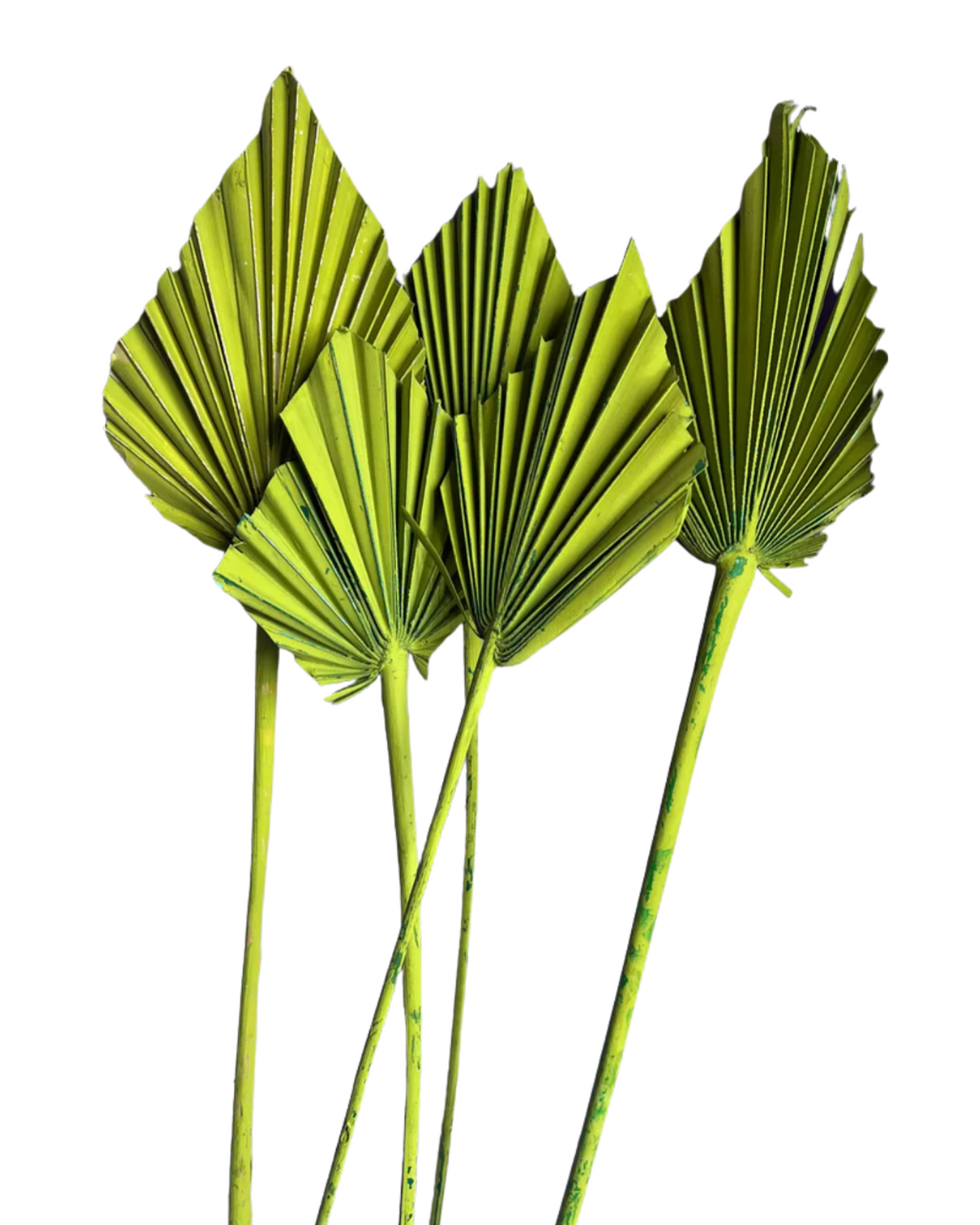Natural Dried Palm Leaf Spear