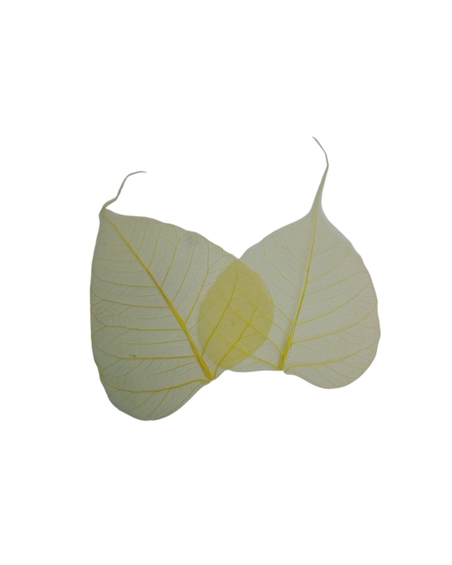 Natural Dried Pepal Leaves Skeleton Net