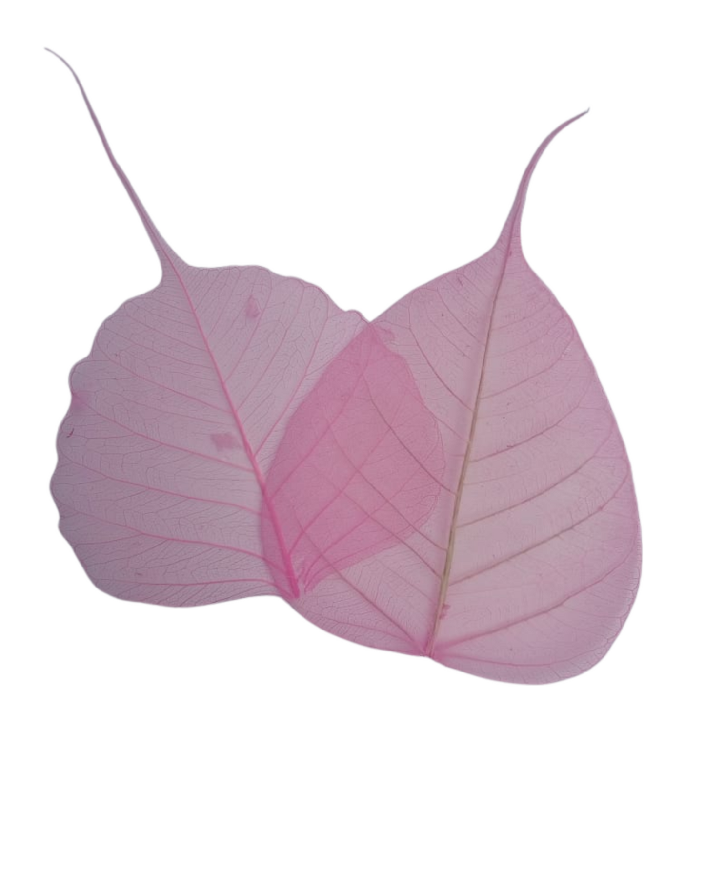 Natural Dried Pepal Leaves Skeleton Net