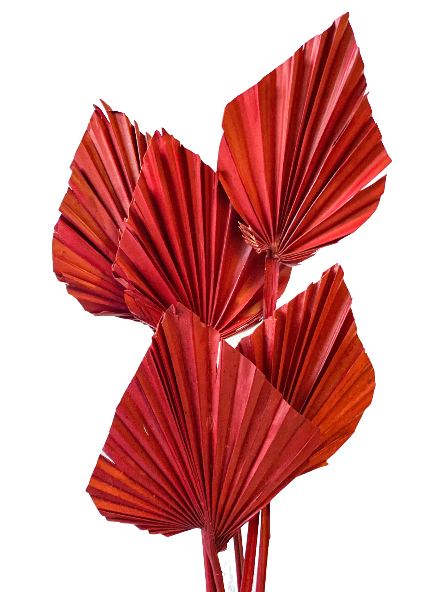 Natural Dried Palm Leaf Spear