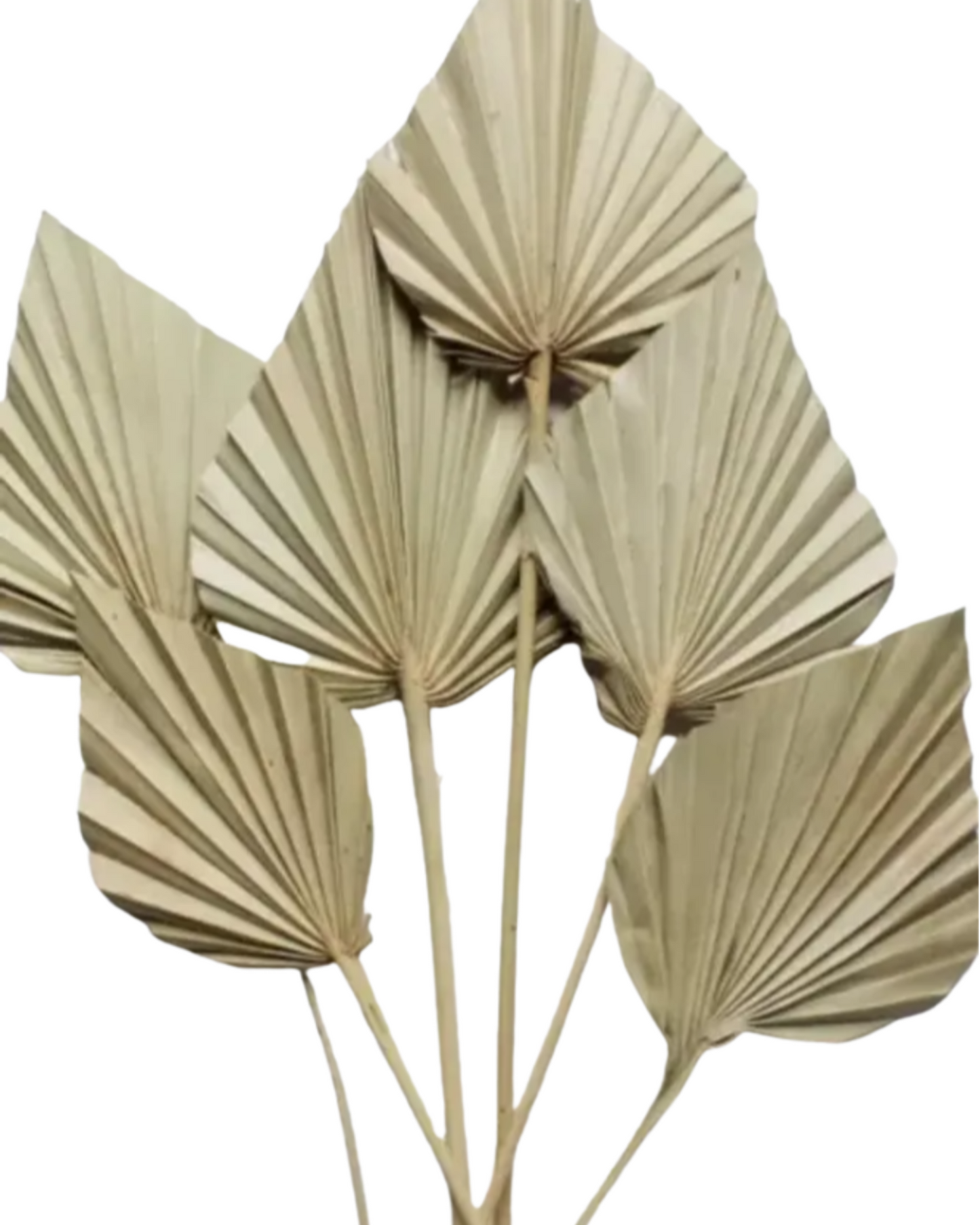 Natural Dried Palm Leaf Spear
