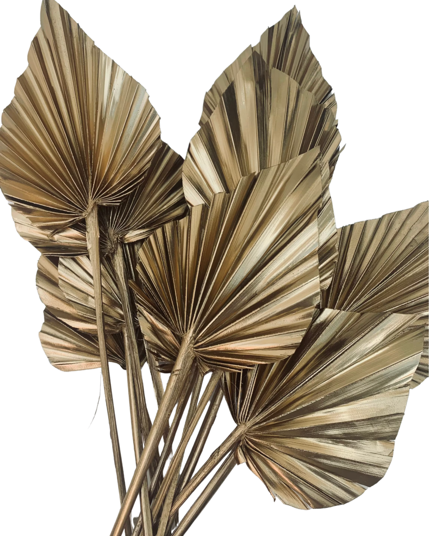 Natural Dried Palm Leaf Spear