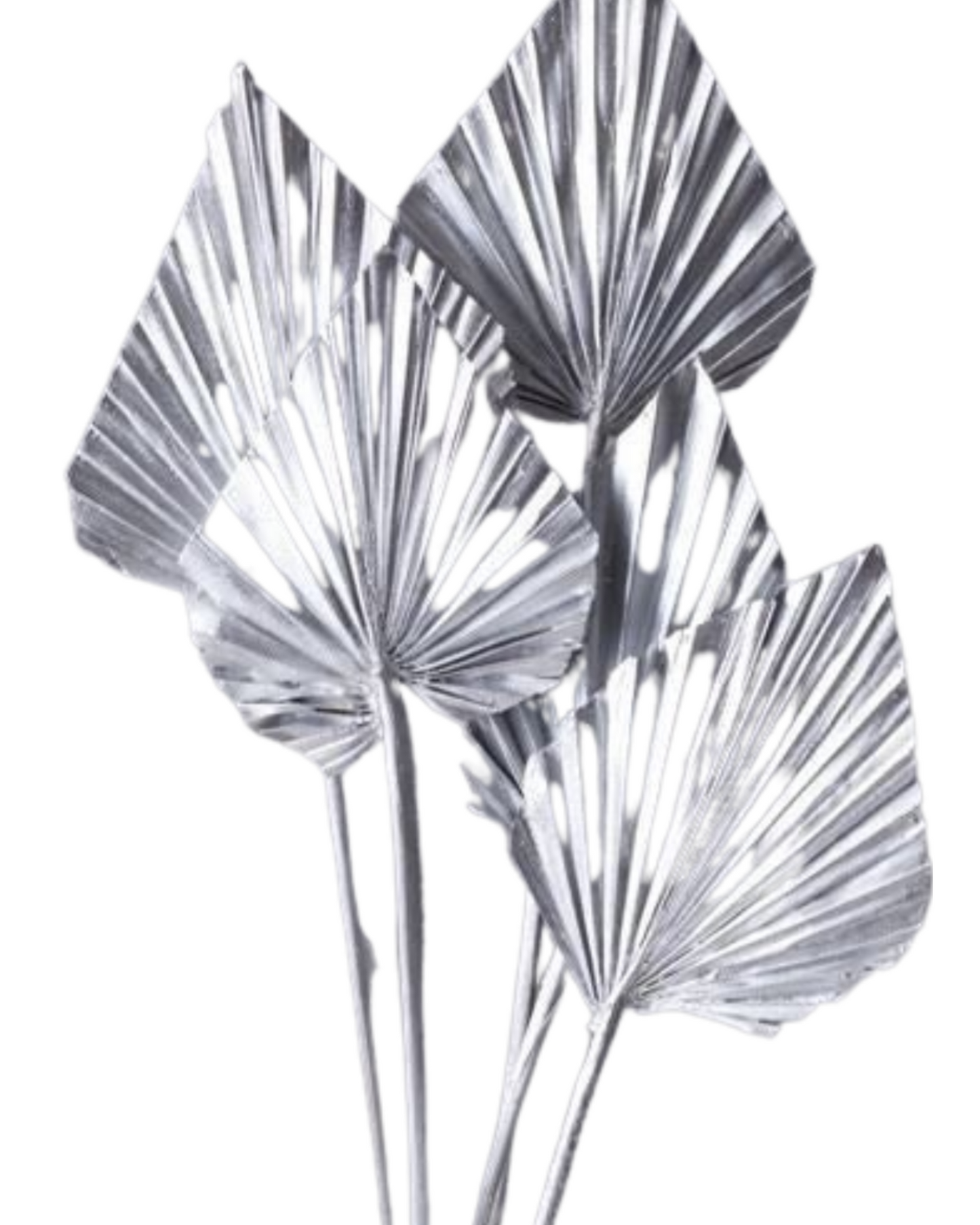 Natural Dried Palm Leaf Spear