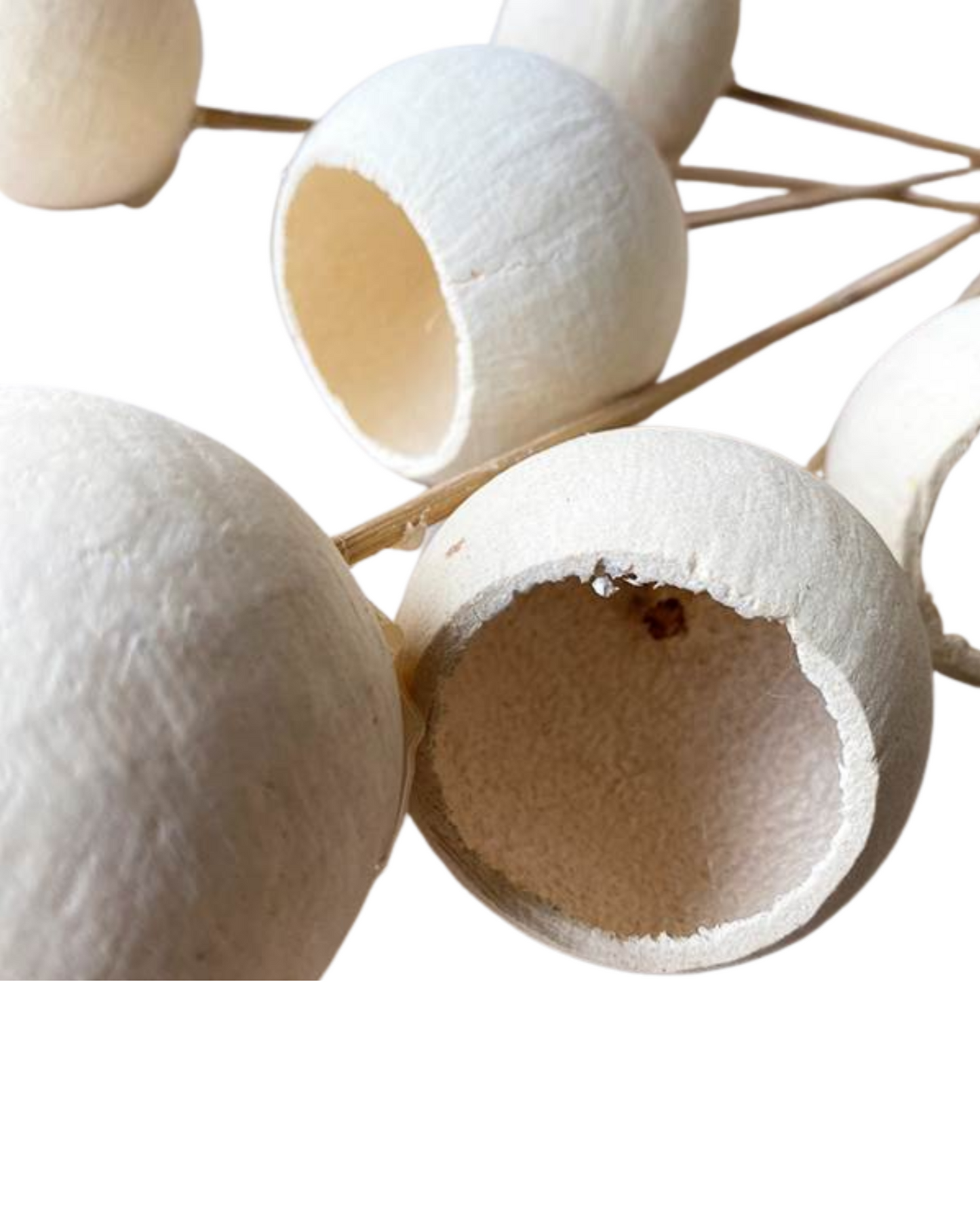 Dried Bell Fruit Shell Bleached on Stem