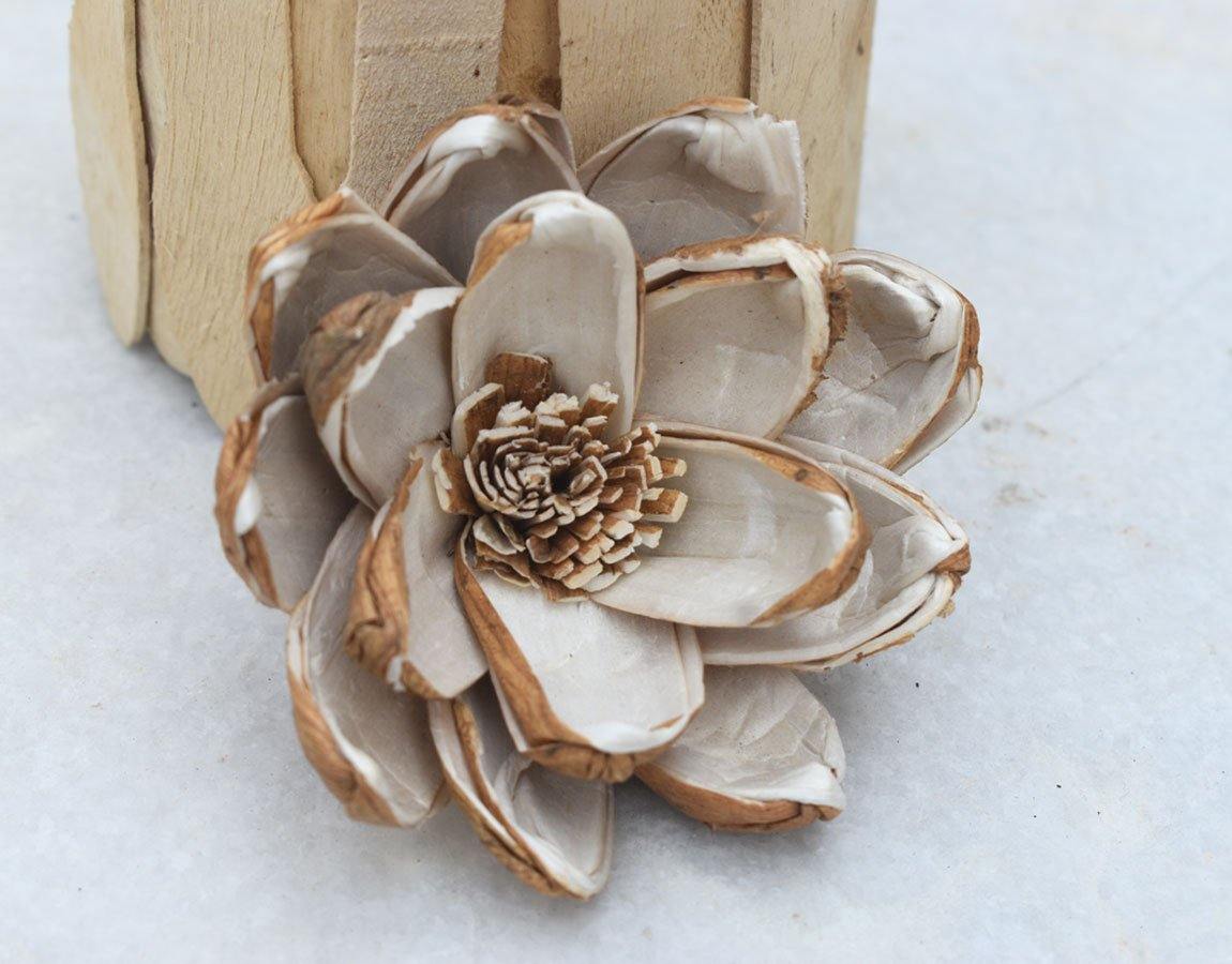 Senna Sola Wood Skin Flower