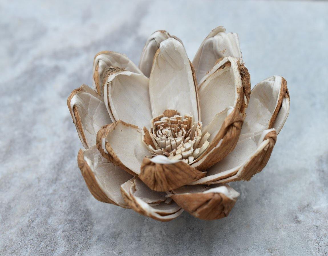 Senna Sola Wood Skin Flower