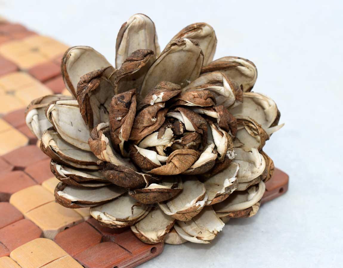 Skin Supernova Sola Wood Flower