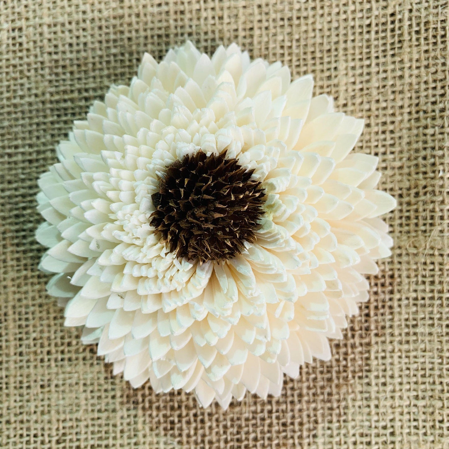Sun Zinnia Sola Wood Flower