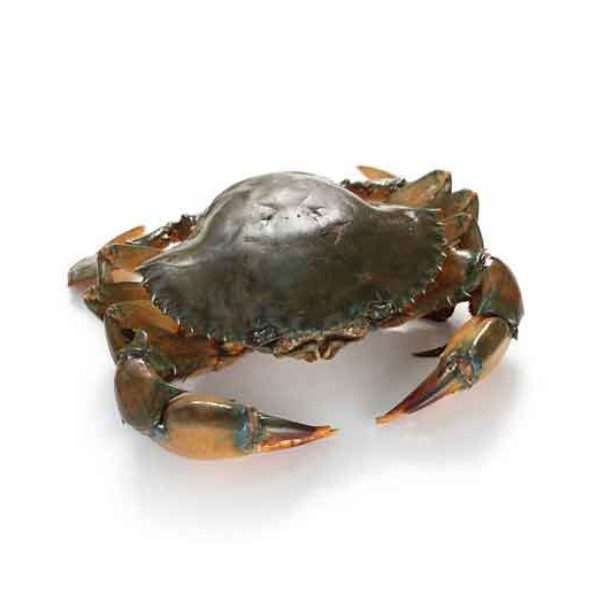 Sundarban River Mud Crab - Fresh & Live