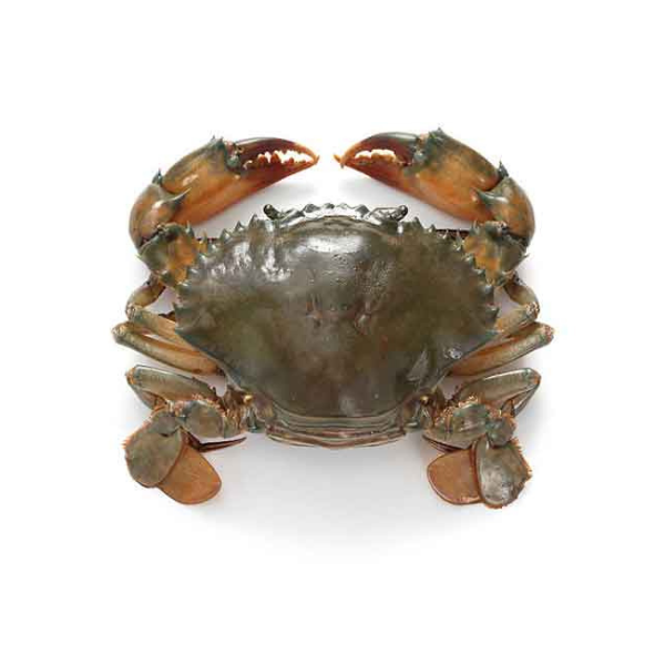 Sundarban River Mud Crab - Fresh & Live