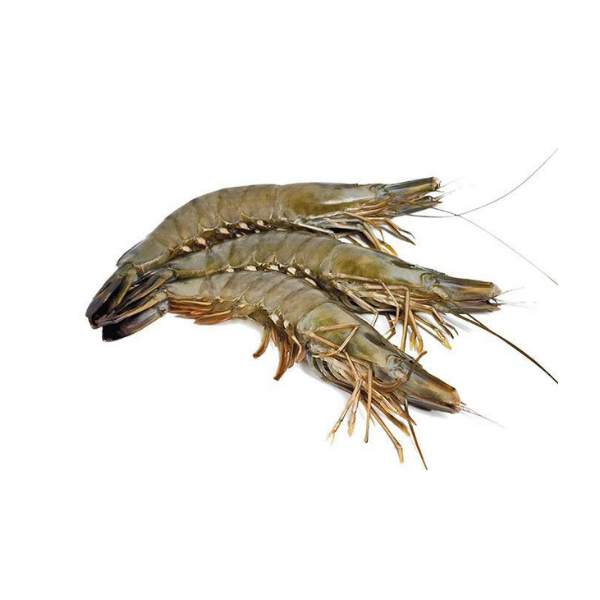 Fresh C Grade Sundarban Tiger Prawn/ Shrimp Unpeeled Frozen