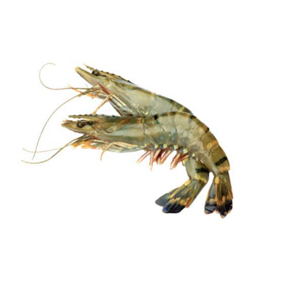 Fresh B Grade Sundarban Tiger Prawn/ Shrimp Unpeeled Frozen